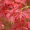 Red Dragon Japanese Maple Tree, 1-2 ft. - No Shipping To AZ