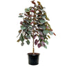 3-4 ft. tall Weeping Ruby Falls Redbud Live Tree in 7-Gallon Grower Pot