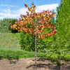 Bloomables? Flame Thrower? Redbud Tree, 3-4 ft. - No Shipping to AZ, OR