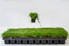 Zoysia Plugs - 100 Full Zoysia Grass Plugs
